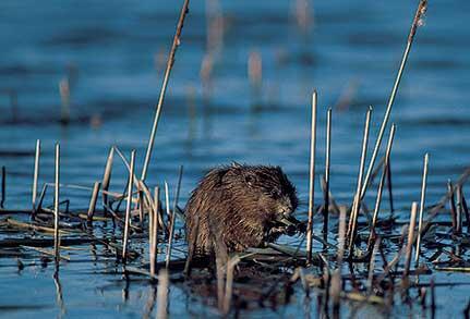 Muskrat