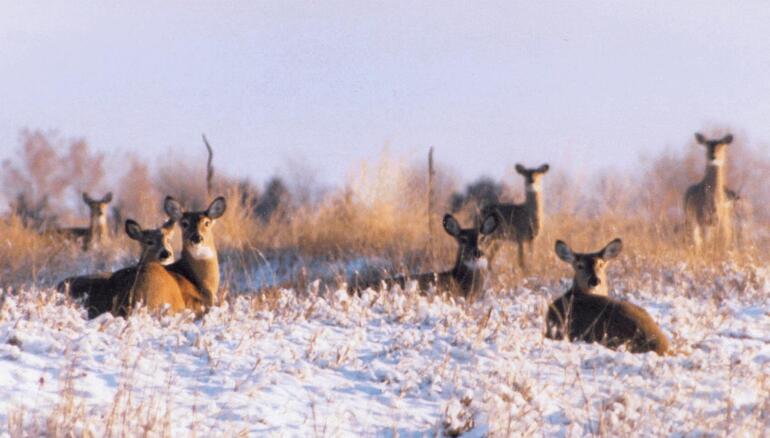 Deer at Prairie Dog State Park