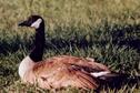 A Resting Goose