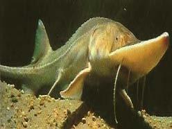 Pallid Sturgeon