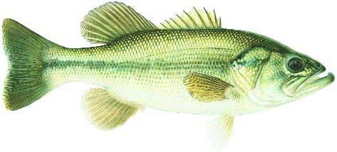 Largemouth Bass Image