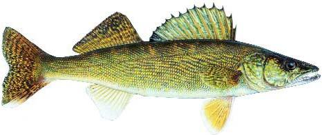 Walleye Image