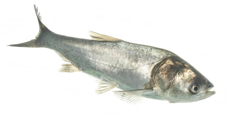 Bighead / Silver Carp