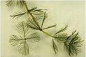 Eurasian Watermilfoil