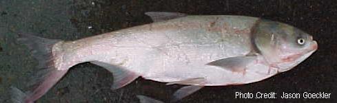 Kansas River Silver Carp