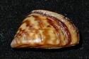 Zebra Mussel