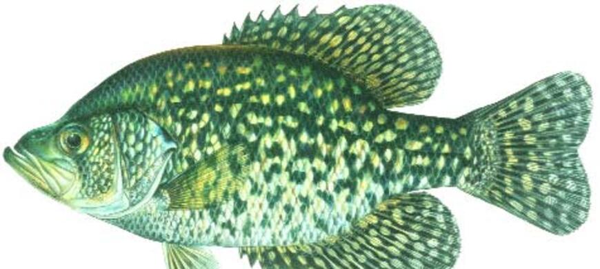 Black Crappie Image