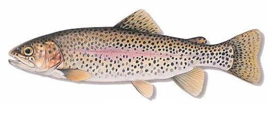 Rainbow trout