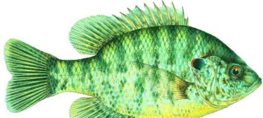 REDEAR SUNFISH