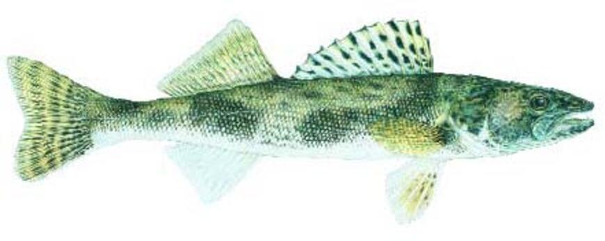 Sauger Image