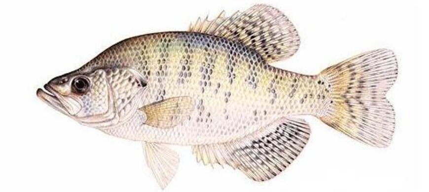 White Crappie Image