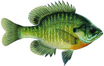 Bluegill Image