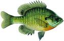 BLUEGILL