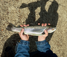 Trout Program