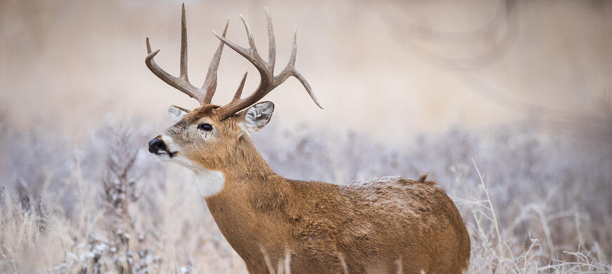 Deer