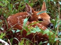 Fawn