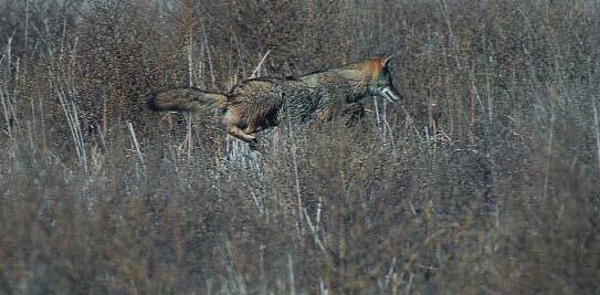 Coyote Chancing Prey