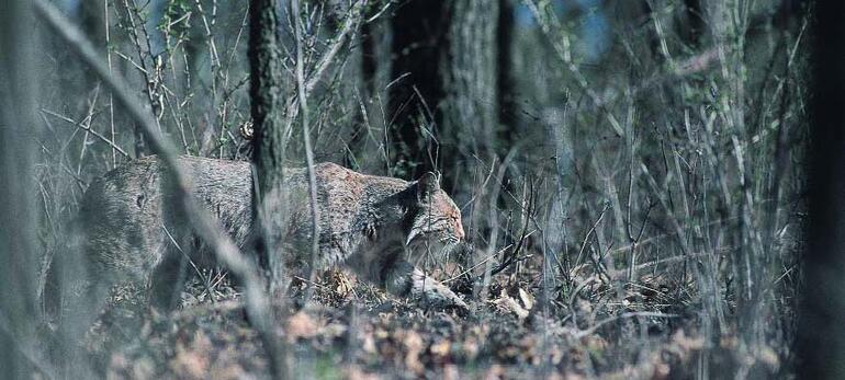 Bobcat