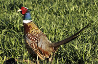 Pheasant