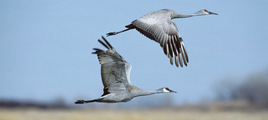 Sandhill Crane