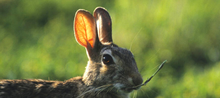 Cottontail