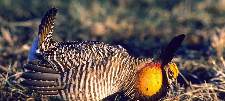 Greater and Lesser Prairie Chicken