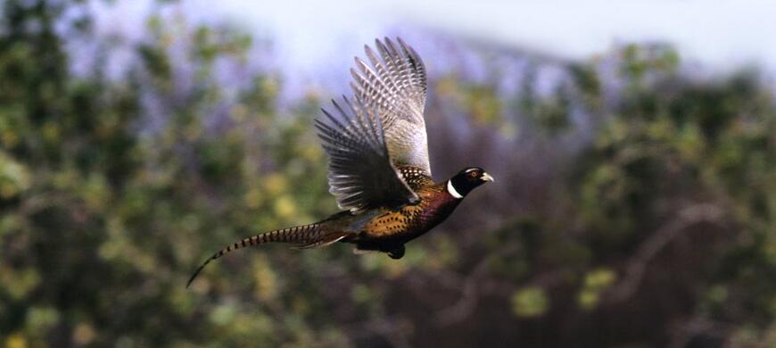 Pheasant