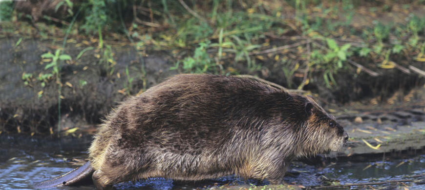 Beaver