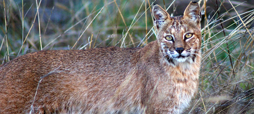 Bobcat