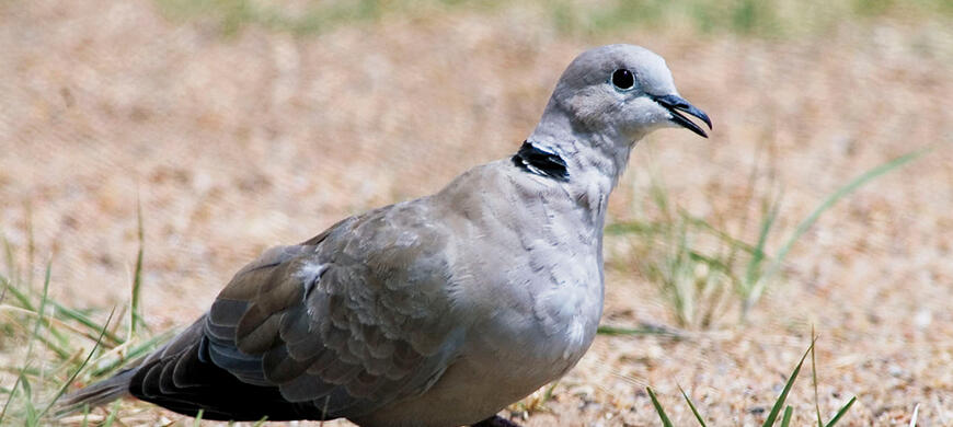 Eurasian-Collared-Dove