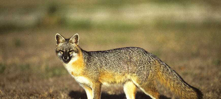 Gray Fox