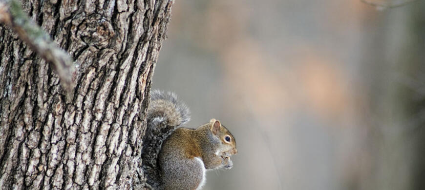 Gray Squirrel