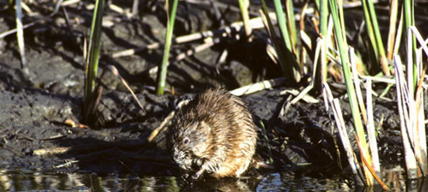 Muskrat