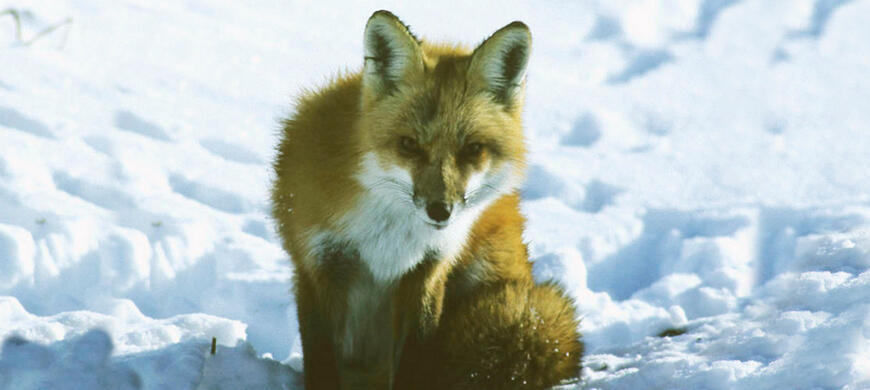 Red Fox