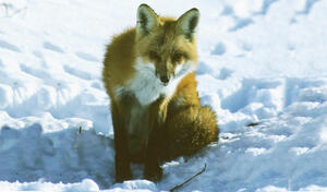 Red Fox