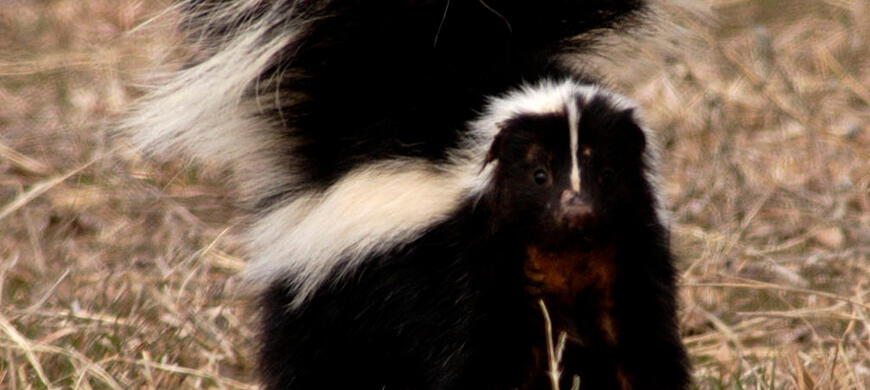 Striped Skunk