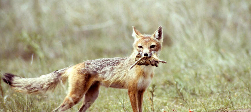 Swift Fox