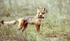 Swift Fox