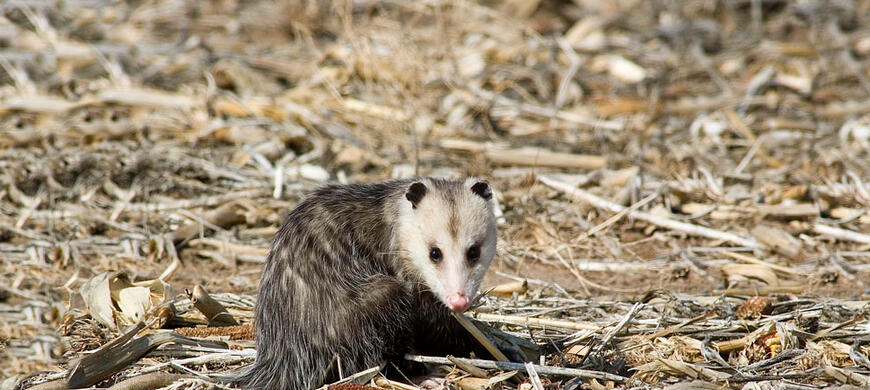 Virginia Opossum