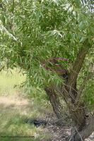 HMWA Dove Nest with Eggs