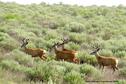 SSWA Mule Deer