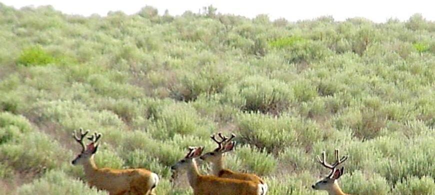 SSWA Mule Deer