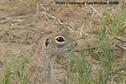 SSWA Spotted Ground Squirrel