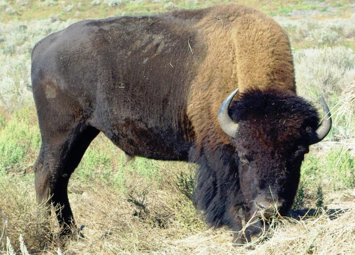 Bison Sale Bull 4