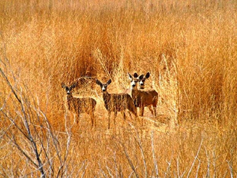 CNWA Mule Deer