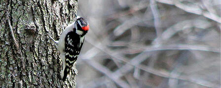 BIRDERS TALLY ENCOUNTERS WITH WINGED FRIENDS THIS HOLIDAY 