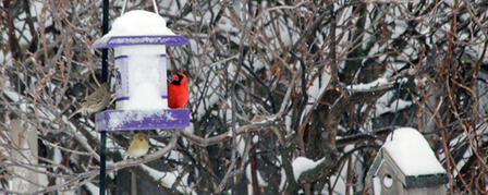 SURVEY TRACKS BACKYARD FEATHERED-FRIENDS