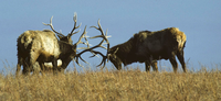 MAXWELL ELK HERD TOUR JAN. 17