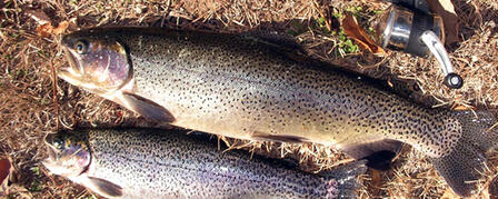 TROUT SEASON KICKS OFF NOVEMBER 1