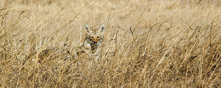 ETHAN CARROLL MEMORIAL COYOTE CALLING CONTEST